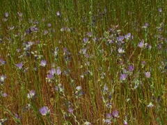 Sidalcea calycosa calycosa