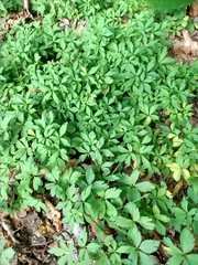 Anemonoides ranunculoides