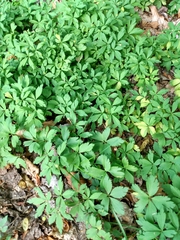 Anemonoides ranunculoides