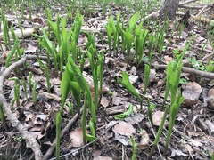 Convallaria majalis