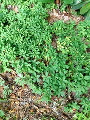 Anemonoides ranunculoides