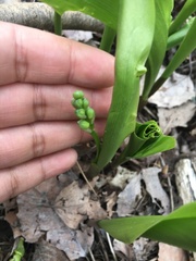 Convallaria majalis