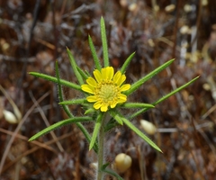 Centromadia fitchii
