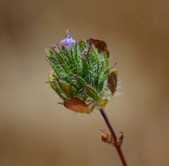 Pogogyne zizyphoroides