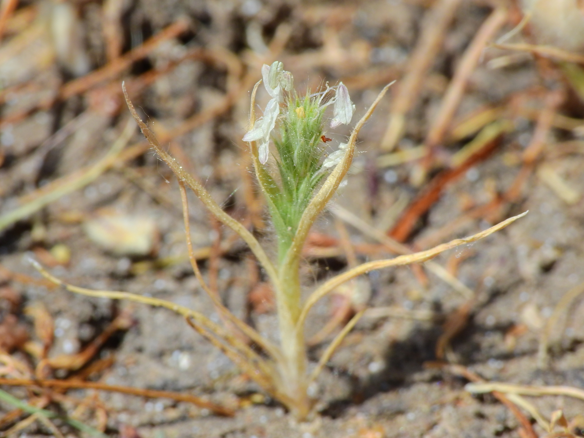 Orcuttia viscida