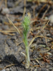 Orcuttia viscida