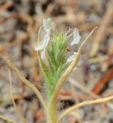 Orcuttia viscida