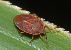 Acanthosomatidae