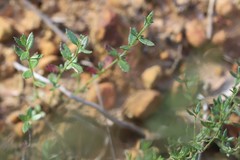 Gratiola pubescens