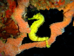 Hippocampus comes