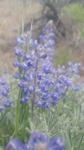 Lupinus bingenensis var. subsaccatus