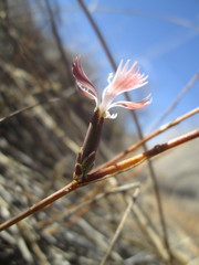 Dianthus namaensis