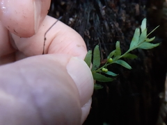 Tmesipteris sigmatifolia