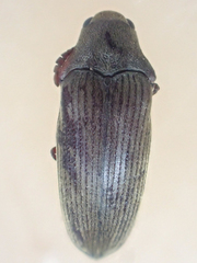 Pactopus horni