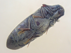 Pactopus horni