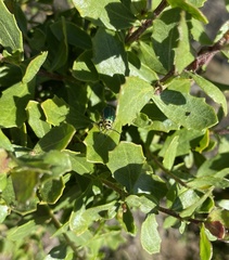 Trirhabda flavolimbata