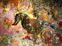 Hippocampus comes