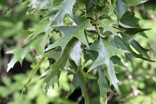 Quercus falcata Michx.