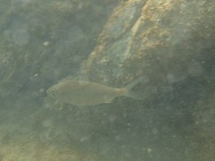 Eucinostomus dowii