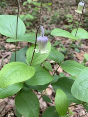 Clematis ochroleuca