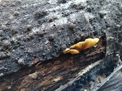 Crepidotus praecipuus