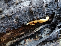 Crepidotus praecipuus