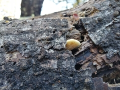 Crepidotus praecipuus