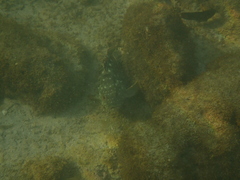 Epinephelus labriformis