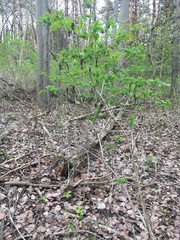 Dirca palustris
