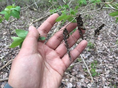 Dirca palustris