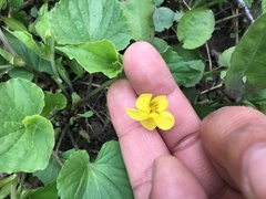 Viola pubescens