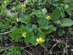 Viola pubescens
