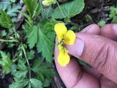Viola pubescens