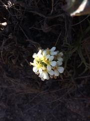 Triphysaria floribunda
