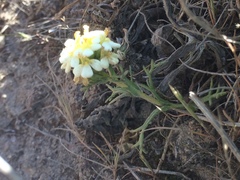 Triphysaria floribunda