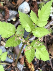 Osmorhiza purpurea