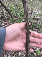 Vitis riparia