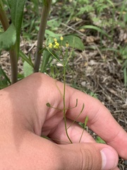 Draba nemorosa