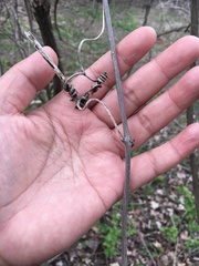 Vitis riparia