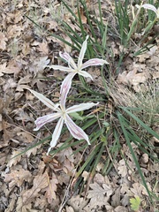 Iris tenuissima ssp. purdyiformis