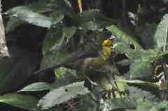 Atlapetes fuscoolivaceus