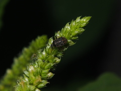 Charagochilus longicornis