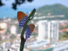 Drupadia ravindra moorei