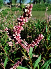 Persicaria