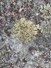 Rhizoplaca opiniconensis