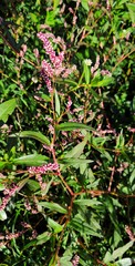 Persicaria