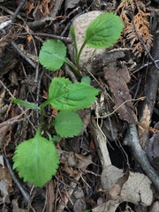 Solidago