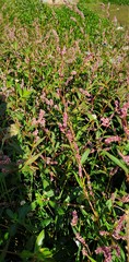 Persicaria