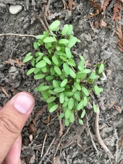 Alliaria petiolata