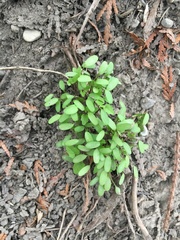 Alliaria petiolata